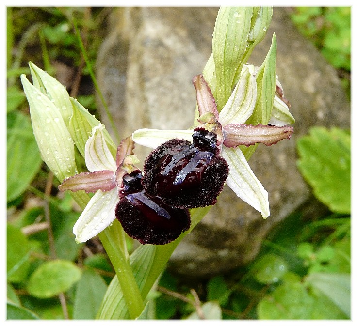 Ophrys fusca s.l. e O. sipontensis